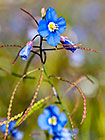 Forget-Me-Not