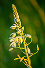 Ornithogalum flaccidum | Hyancinthaceae | slime lily | flowers