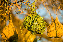 weaver bird nests in tree at sunset