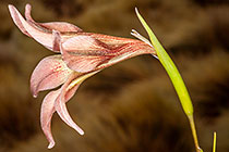 Gladiolus liliaceaous | large brown africaner | flower