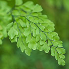 gree leaves