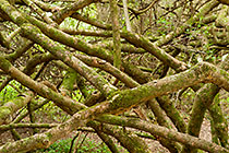 tree branches