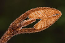 hairy leaves