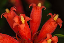 Burchellia bubalina | wild pomegranate flowers