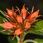 Burchellia bubalina | wild pomegranate flower buds