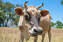 Nguni cow