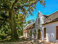 big old English oak in front of homestead