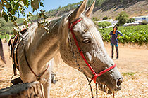 horse resting at wine tasting stopover