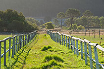 farm fences + cows in meadow