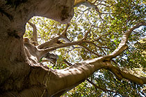 Ficus macrophylla | Moreton Bay fig tree | Moraceae