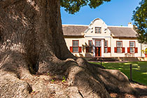 camphor trees in front of homestead
