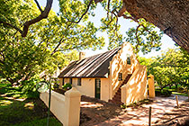 camphor trees in front of homestead