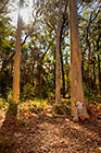 Enya & James kissing eucalyptus trees