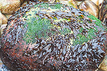 boulder covered with algae