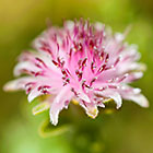 Protea diastella | Proteacea