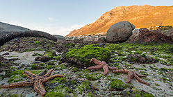 coast with bolders & algae & starfish at sunrise