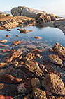 coast with bolders & penguins & starfish