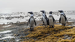 penguins standing on boulder