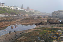 penguins on boulders near houses under mist