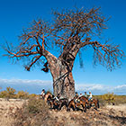 people & guide (West) riding horses near baobab tree