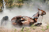 horse rolling in ash & dust at campsite