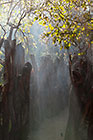 boma surrounded by wood