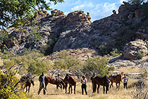 horses at rest camp