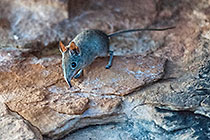 elephant shrew eating popcorn
