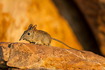 elephant shrew on rock at sunset