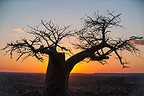 baobab tree silhouette in sunset