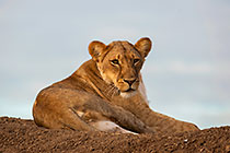 lionesse