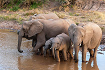 elephants drinking at sunset