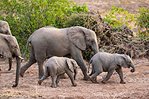 elephants