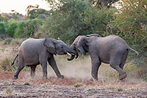elephants fighting