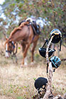 horseback safari
