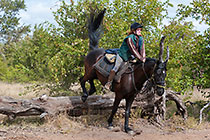 woman (Alex) on horse jumping over dead tree