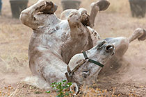 horse rolling in ash & dust at campsite