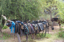 saddles at campsite