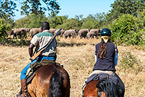 people riding horses watching elephants