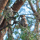 young baboon in tree