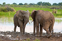 elephants fighthing near river at sunset