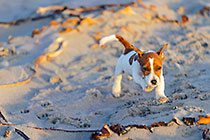 jack russel puppy, Charlie, running on beach