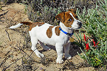 jack russel puppy, Charlie, with flowers