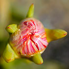 Cephalophyllum spongiosum | Mesembryanthemaceae | flower bud
