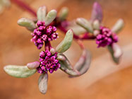 Galenia sarcophylla | Aizoaceae | plant with red flowers