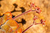 Crassula sericea | Crassulaceae | plant with flowers & buds