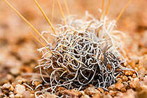 Curly grass