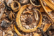 Quiver leaves