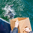 releasing African penguins in sea