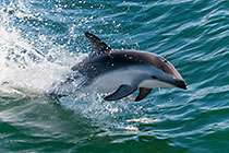 dolphins